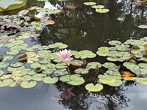 KUNMING - Parc Daguan - 092